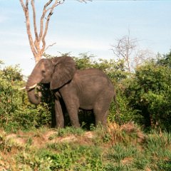 IMG2377 Hwange National Park, Elephant