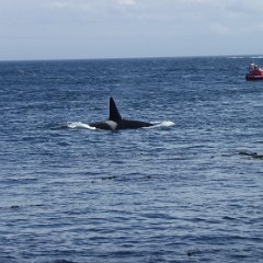 East Sooke Park 03 - Orca Whales East Sooke Park - Orca Whales