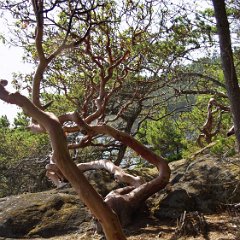 East Sooke Park 05 - Arbutus trees East Sooke Park - Arbutus trees