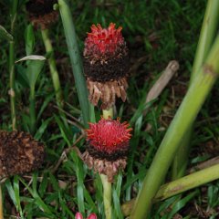 Daintree NP-Flowers Daintree NP, Flowers