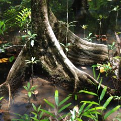 Daintree NP-Maardja boardwalk-Mangrove butress roots NP-Maardja boardwalk, Mangrove butress roots